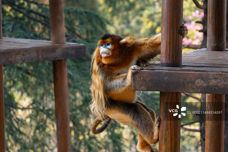 云南野生动物园金丝猴图片素材