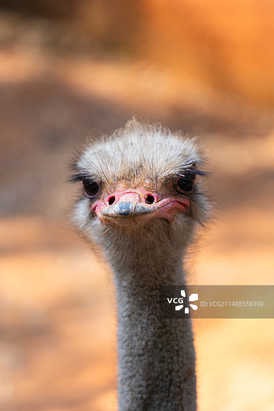 云南野生动物园鸵鸟特写图片素材