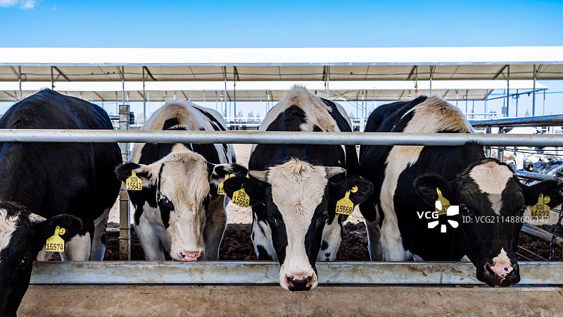 现代化大规模养牛场里正在吃饲料的奶牛图片素材