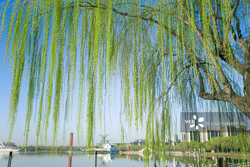 春风垂柳图片素材