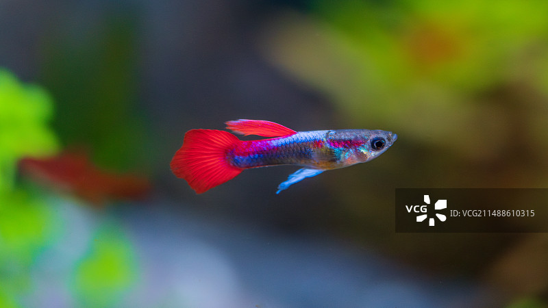 观赏鱼孔雀鱼特写图片素材