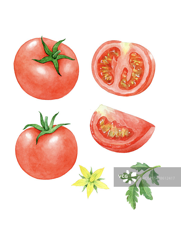 番茄西红柿图片素材