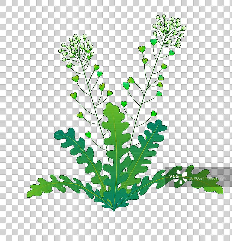 荠菜元素图片素材