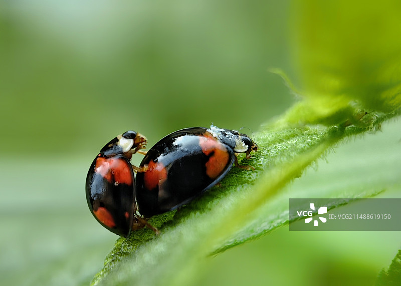 瓢虫戏暖风图片素材
