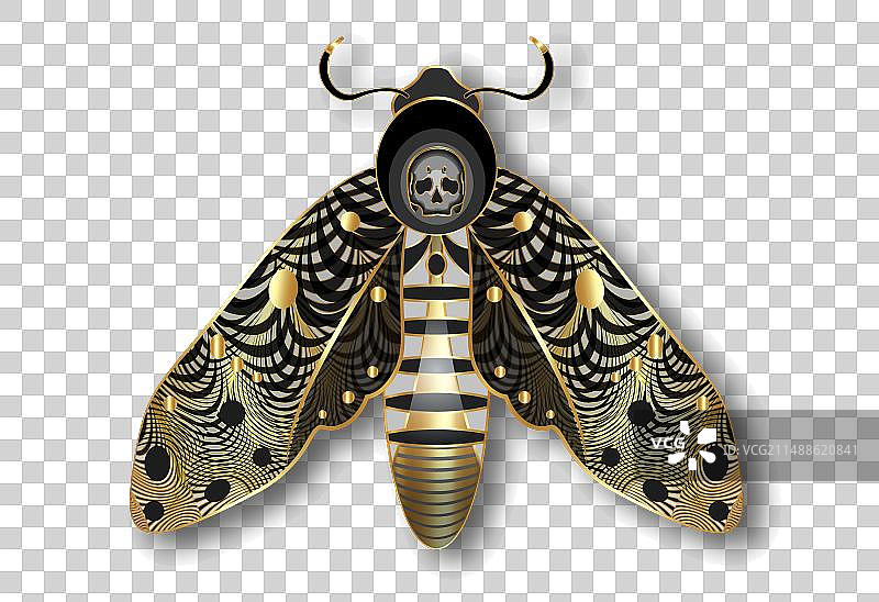 深金色骷髅头蛾图片素材