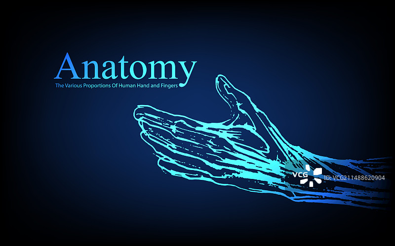 X光视图人体解剖图片素材