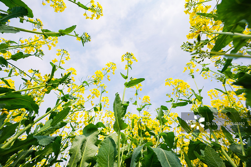 昆山乡村油菜花图片素材