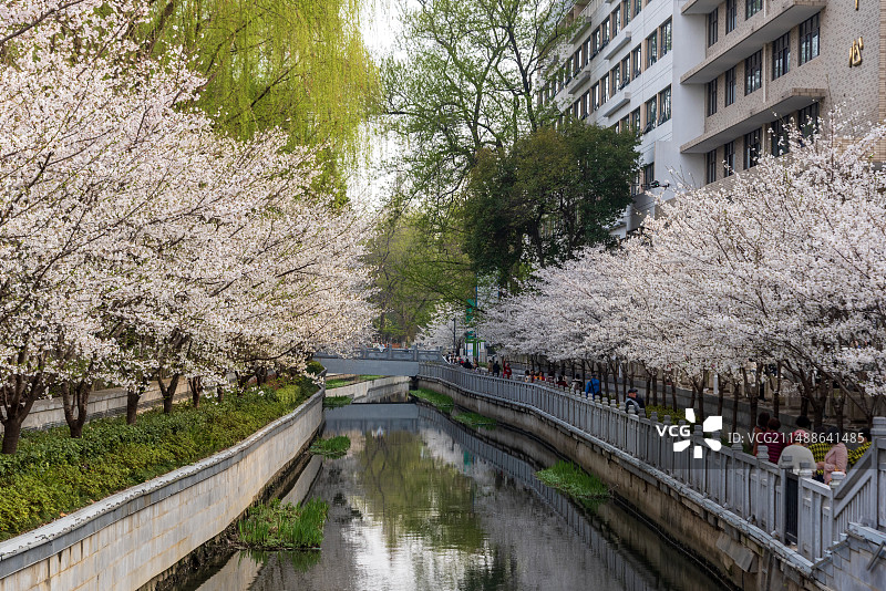 南京珍珠河樱花图片素材