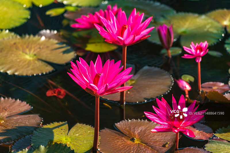 泰国（东北部）乌隆府、乌隆他尼Nong Han Kumphawapi Lake侬韩湖（隆汉湖）红莲花图片素材