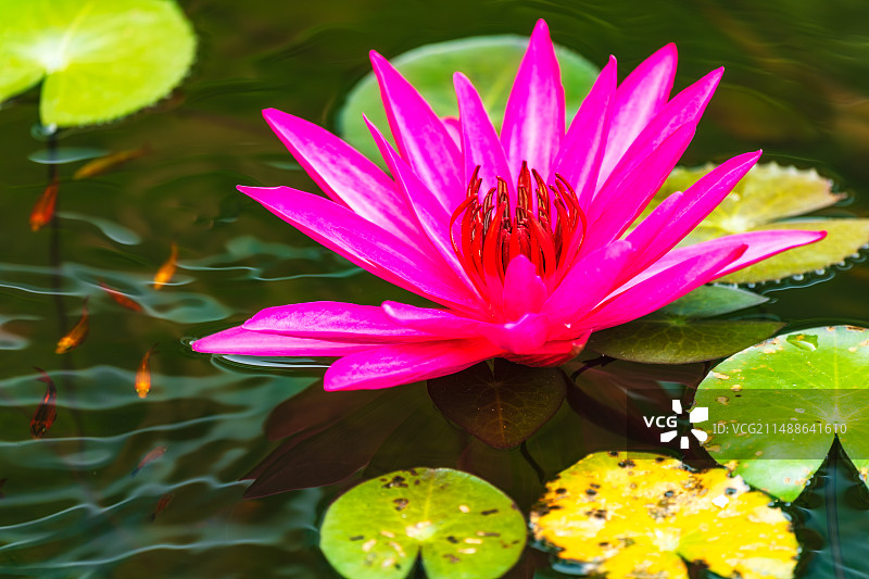 泰国（东北部）乌隆府、乌隆他尼Nong Han Kumphawapi Lake侬韩湖（隆汉湖）红莲花图片素材