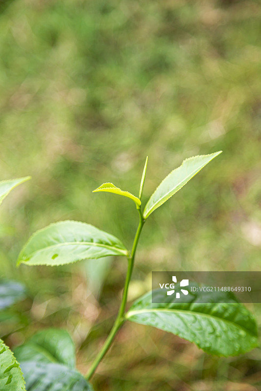 茶叶图片素材