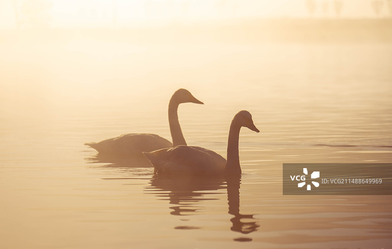 日出时湖面上的天鹅在天空的映衬下剪影图片素材
