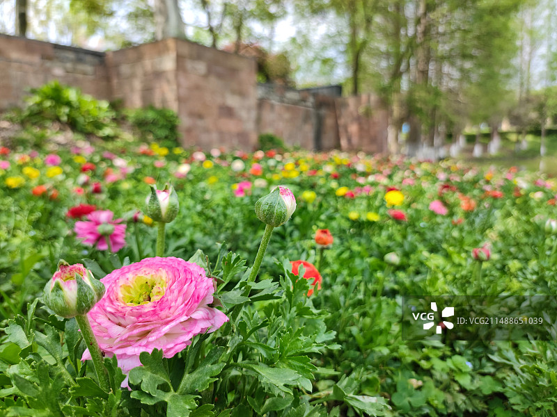 长沙园林生态园里的花毛茛花海图片素材