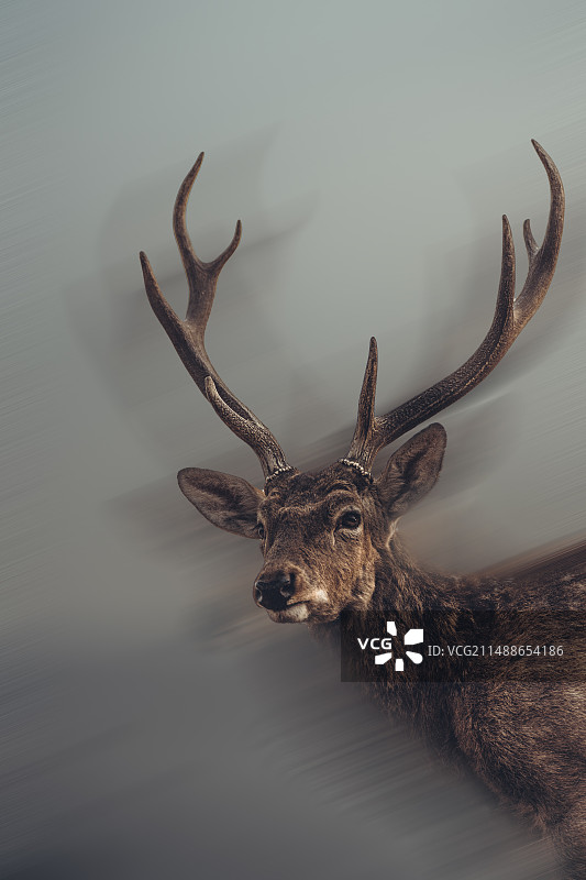 野生梅花鹿图片素材