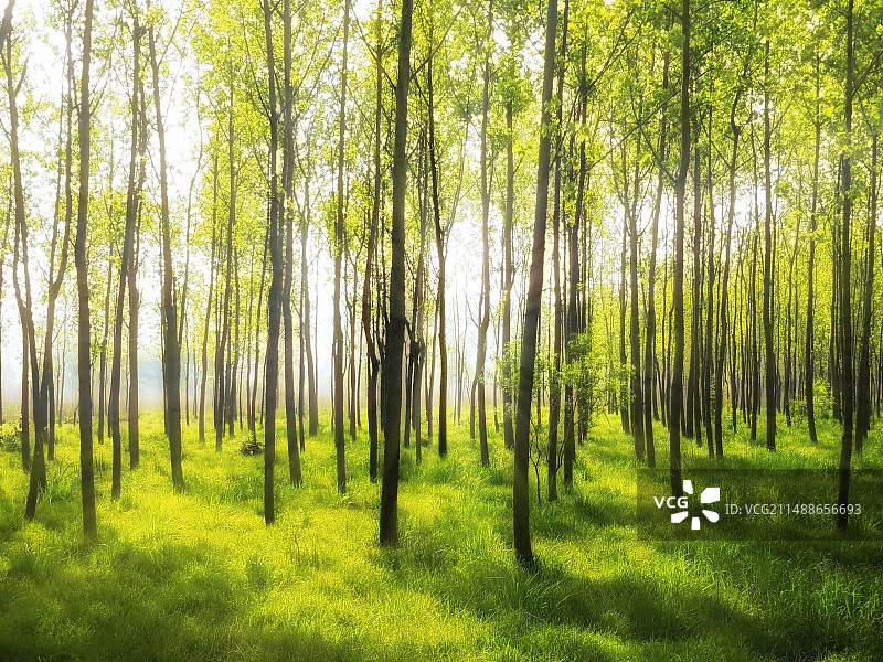 树林清晨图片素材