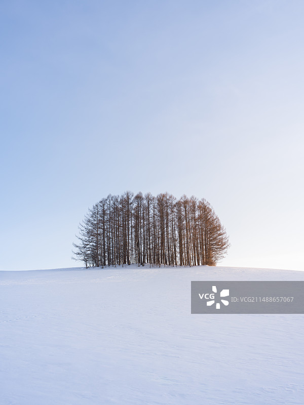 竖版北海道雪地上的七星树图片素材