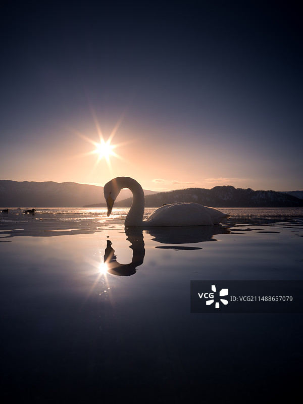 傍晚日落湖面上的天鹅图片素材