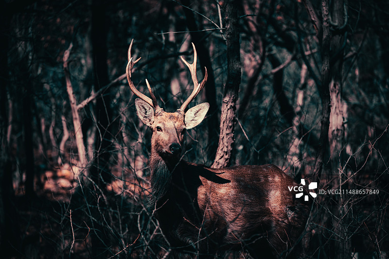 林深时见鹿图片素材