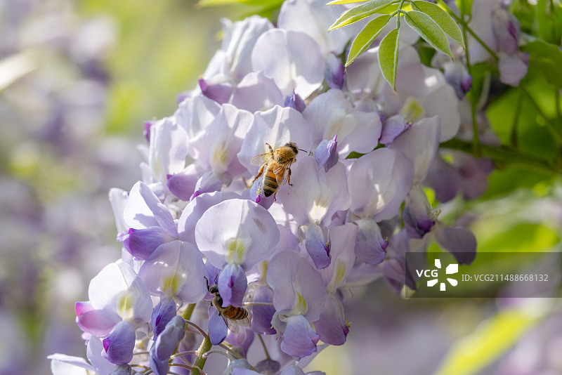 蜜蜂在春天的紫藤萝上采蜜图片素材