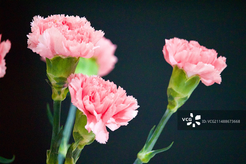 康乃馨图片素材