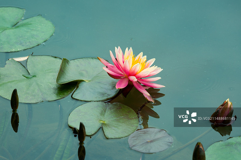公园湖中盛开的粉红色睡莲特写图片素材