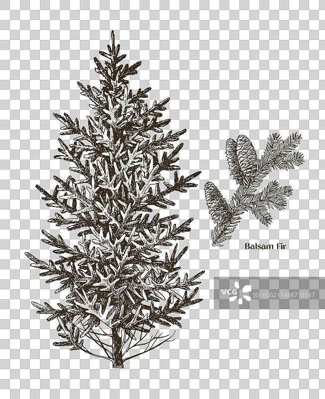 手绘香脂冷杉树图片素材