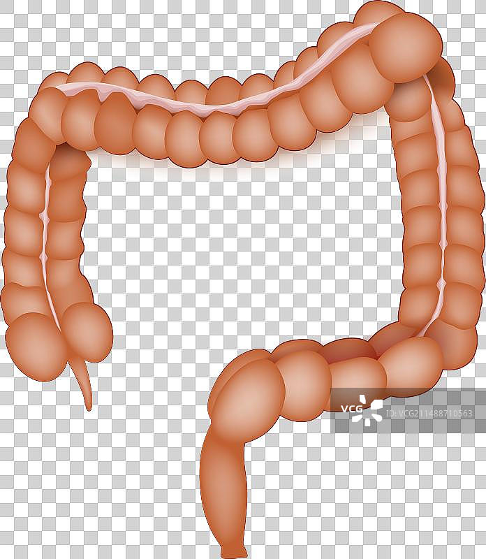 白色背景上的人体结肠解剖图图片素材