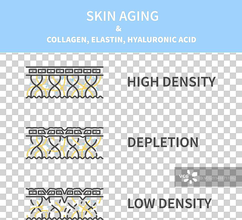 年轻和老化皮肤中的胶原蛋白水平图图片素材