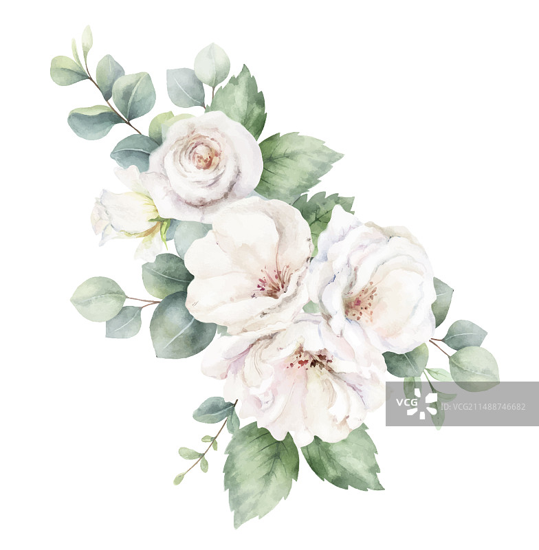 白色玫瑰和桉树枝水彩画图片素材