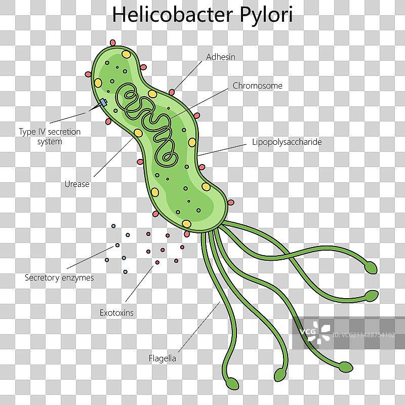 幽门螺杆菌图医疗科学图片素材