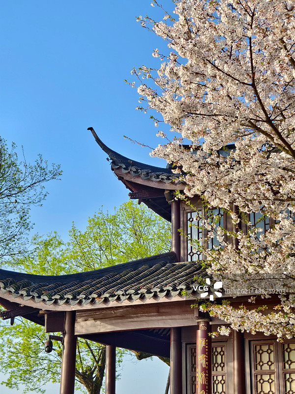 平湖秋月樱花开了图片素材