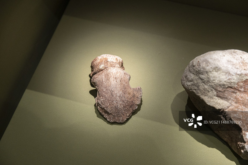 山东省博物馆：晚白垩世鸭嘴龙趾骨图片素材