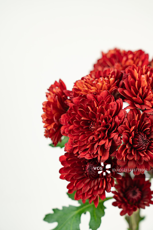 菊花 多头小菊露柏 雏菊  菊科菊属  宿根草本花卉 复古雅致 鲜切花 红色 褐红色 静物 特写图片素材