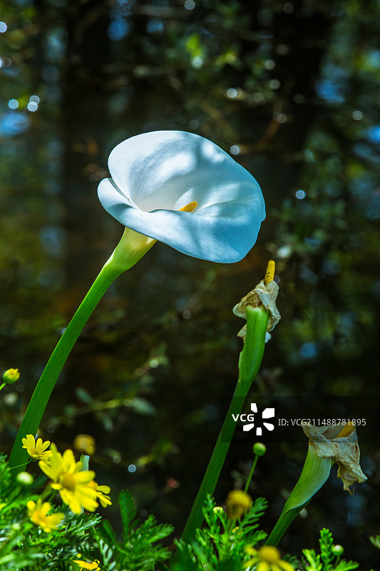 中国云南昆明翠湖公园里的盛开的白色马蹄莲图片素材