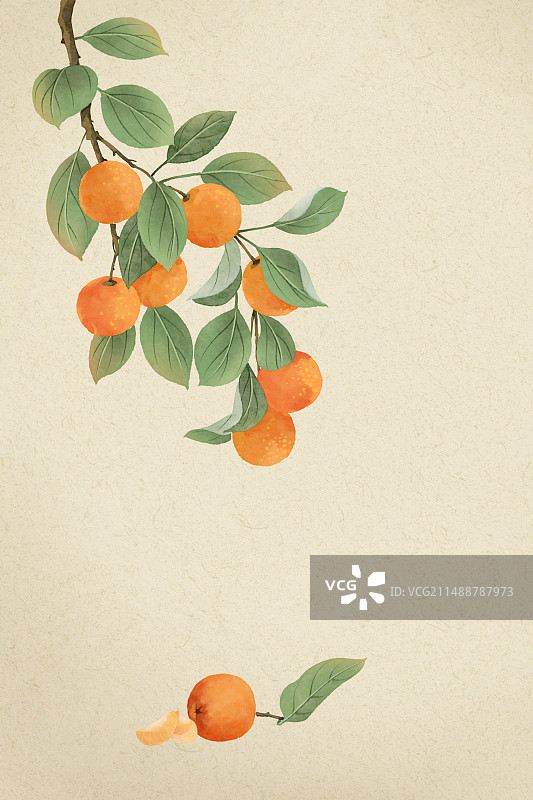 扁平插画橘子图片素材