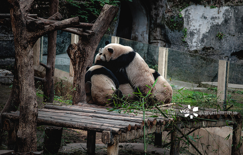 中国重庆市动物园国宝大熊猫在园区玩耍图片素材