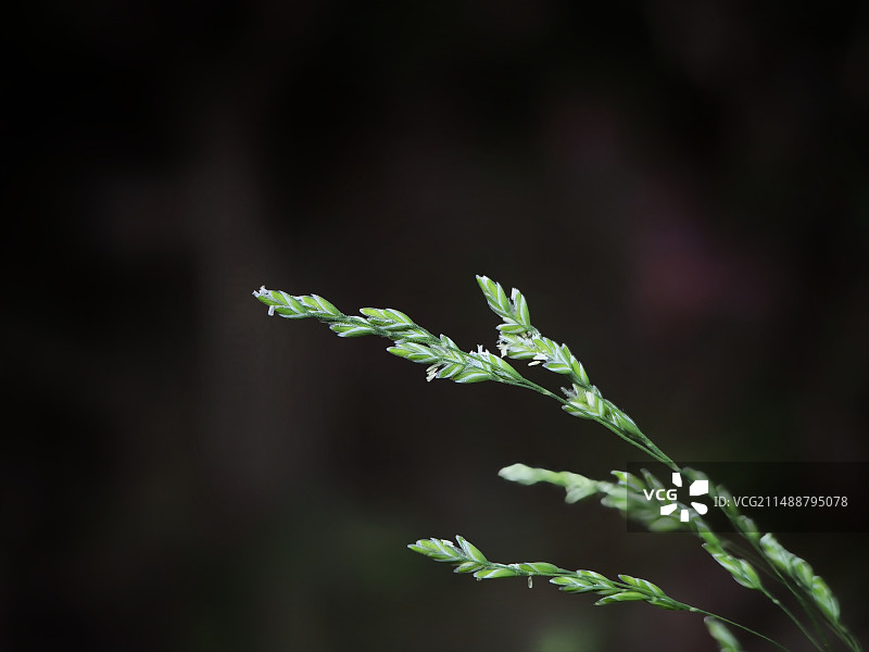 白顶草熟禾图片素材