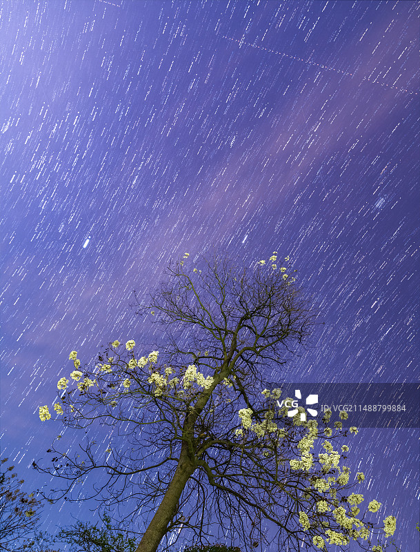 星空下开花的泡桐树图片素材