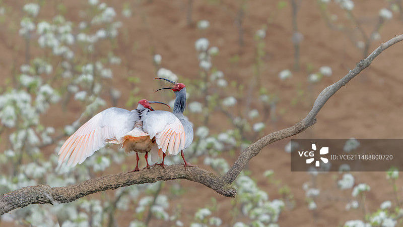 梨园情话图片素材