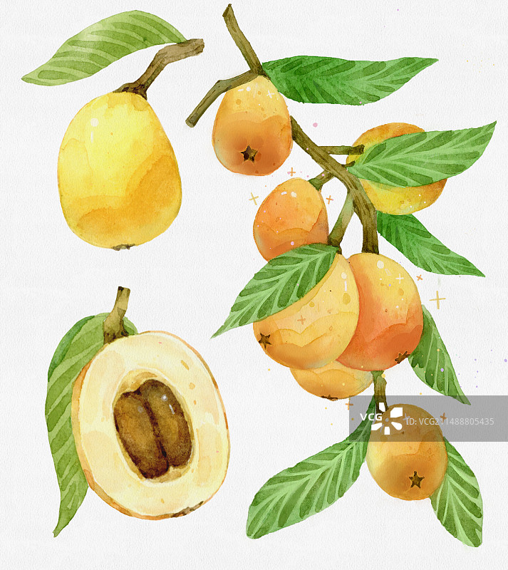 枇杷水彩插画图片素材