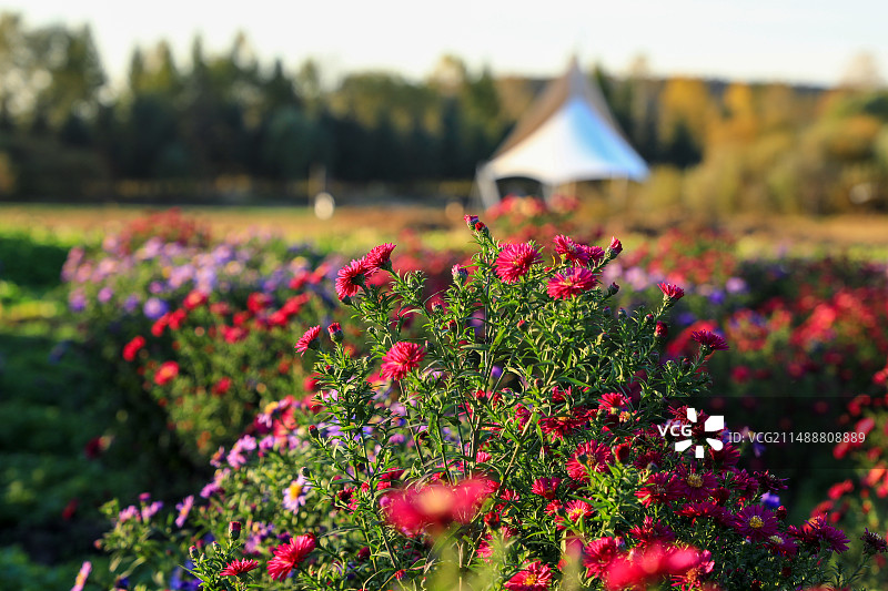 小雏菊菊花花卉特写花丛公园图片素材
