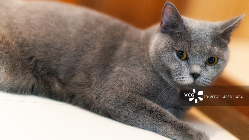 被领养的英国短毛流浪蓝猫，保持警惕地看着周围，但是又忍不住好奇的大眼睛很可爱图片素材