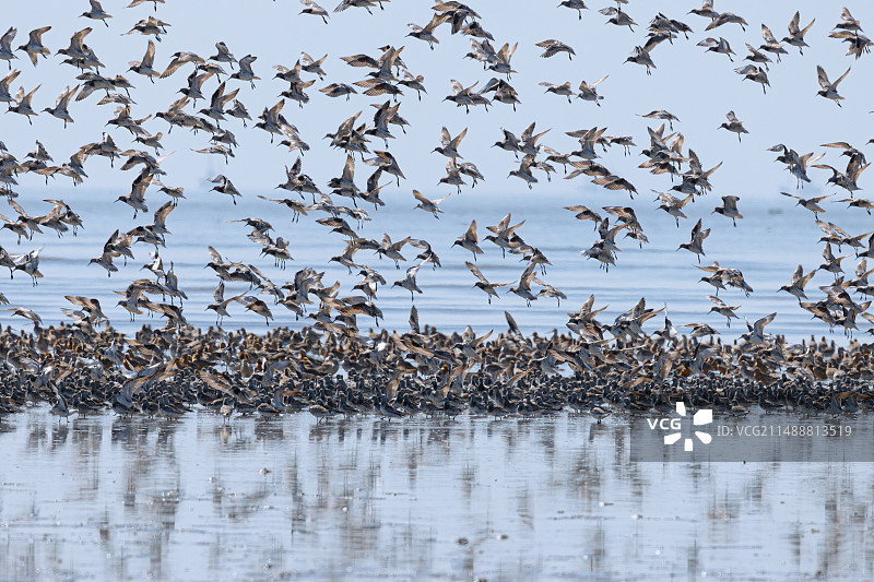 候鸟来了图片素材