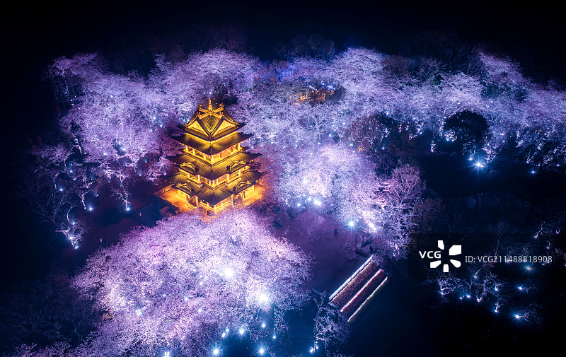 鼋头渚夜樱图片素材