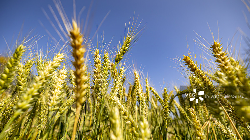 小麦图片素材