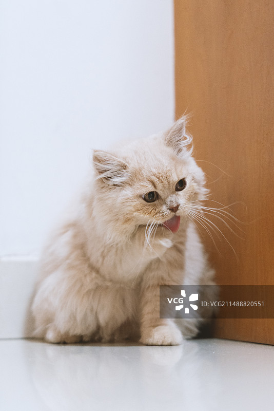 乳黄色的英国长毛幼小猫咪，开心地看着逗猫棒，一会就玩玩猫抓板，一会又玩捉迷藏躲猫猫，这种生活太幸福了图片素材