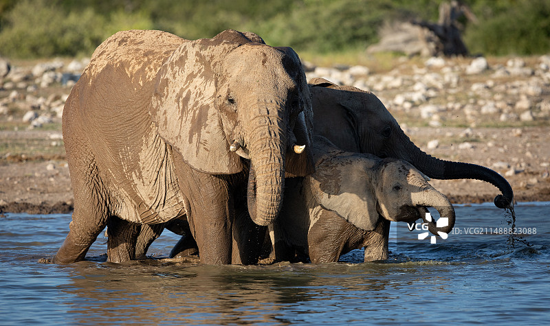 小象 非洲象 非洲图片素材