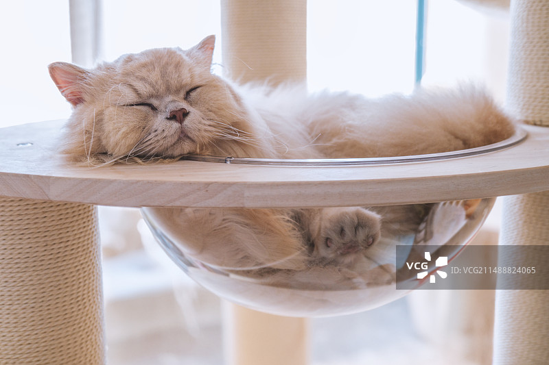 乳黄色的英国长毛幼小猫咪宝宝，趴躺在木质猫爬架上玩耍，玩玩逗猫棒，探索下四周，猫爪子伸伸懒腰就很开心图片素材