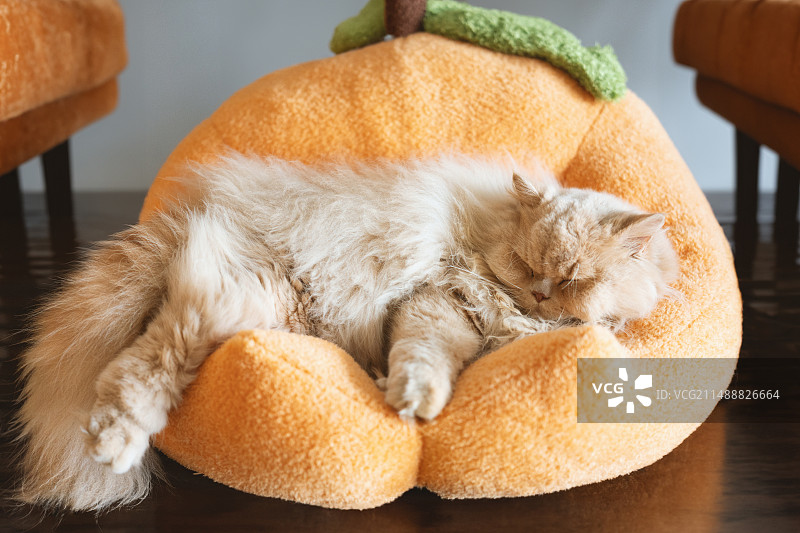 乳黄色的英国长毛猫躺在猫爬架上睡觉，就像一个猫窝，阳光洒在猫咪身上，猫爪子肉团伸展开，显得很温馨图片素材