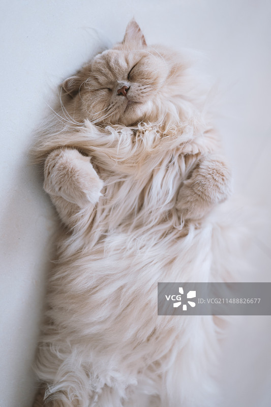 乳黄色的英国长毛猫躺在猫爬架上睡觉，就像一个猫窝，阳光洒在猫咪身上，猫爪子肉团伸展开，显得很温馨图片素材